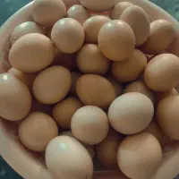 فروش تخم مرغ محلی