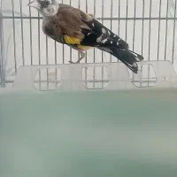 سهره