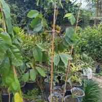 نهال چری مویا|خدمات باغبانی و درختکاری|لاهیجان, آهندان|دیوار