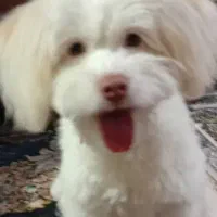 سگ پا کوتاه