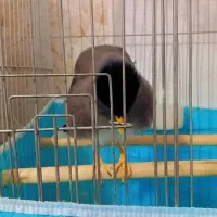 مینا‌سخنگو