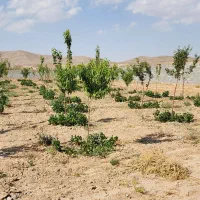 فروش باغ های ۵۰۰ متری