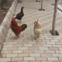 دوتا خروس یک تا مرغ لاری در حال تخم گذاریست