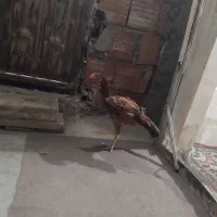 خروس لاری