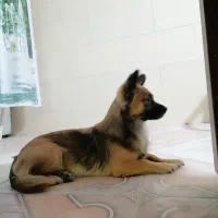 پامر اشپیتز روباهی