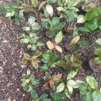 گل اگلونما|گل و گیاه طبیعی|رشت, کوی طالقانی|دیوار