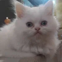 گربه بریتیش