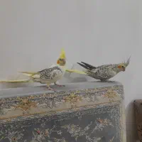 عروس هلندی