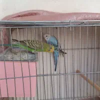 مرغ عشق|پرنده|شیراز, شهرک کوشکک|دیوار