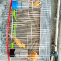 قناری سوپری کشیده