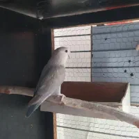 یه جفت کوتوله نر و ماده