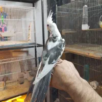 عروس هلندی دستی البینو ابلغ