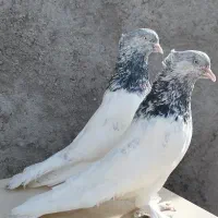 کبوتر‌،کفتر کل سبز