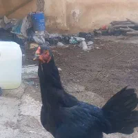 خروس و مرغ لاری|حیوانات مزرعه|طارم, |دیوار