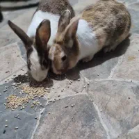 فروش  خرگوش