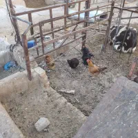 10تا مرغ تخم گذاربهترین مرغ