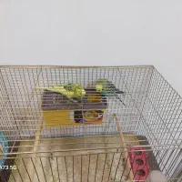 فوری فوری خاص|پرنده|شهرکرد, |دیوار