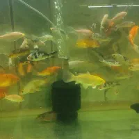 کوی نژاددار و کوی باله سوپر بلند و کوتاه