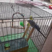 مرغ عشق|پرنده|اسلام‌شهر, شهرک قائمیه|دیوار