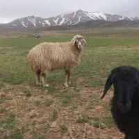 میش افشاری