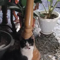 گربه واگذاری کاملا رایگان