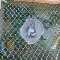 گلبسر خوشگل کشیده|پرنده|تهران, ترمینال جنوب|دیوار