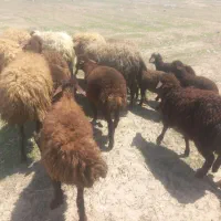 گوسفند قزل بره دار