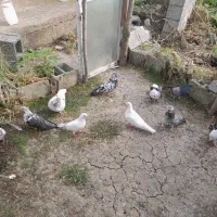 کبوتر