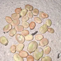 بذر باقله الجزایر بسیار پر بار