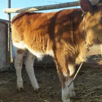 گوساله قرمز نر|حیوانات مزرعه|گمیشان, |دیوار