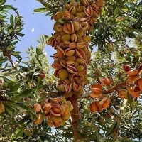 نهالستان نهال پر بار