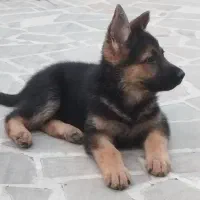 سلام توله ژرمن ماده