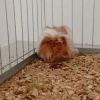 خوکچه هندی|موش و خرگوش|زرند, |دیوار