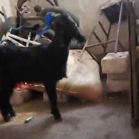 بز.|حیوانات مزرعه|آستارا, |دیوار