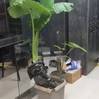 درختچه بابا آدم|گل و گیاه طبیعی|شیراز, قدوسی شرقی|دیوار