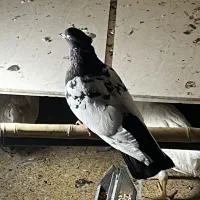 کفتر|پرنده|تهران, درختی|دیوار