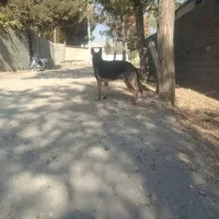 سگ های بالغ ژرمن و پاکوتاه