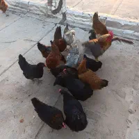مرغ تخمگذار