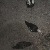 لیک معاوضه با بره و بز|حیوانات مزرعه|گرگان, |دیوار