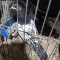 جفتی ۵۰۰|پرنده|بندرعباس, |دیوار