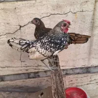 مرغ خروس مینیاتوری