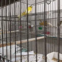 قناری نر و ماده|پرنده|قنوات, |دیوار