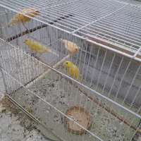 قناری معمولی|پرنده|مهریز, |دیوار