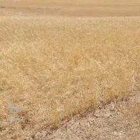 فروش زمین کشاورزی ۸ هزار هکتار