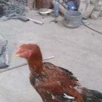 سلام خروس لاری