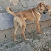 واگذار سگ نر پژدر