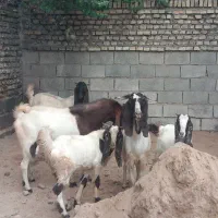 فروش بز