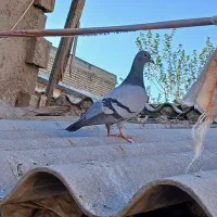 کبوتر مسافتی ماده