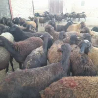 ۷۰ راس میش قزل افشار|حیوانات مزرعه|زنجانرود, |دیوار