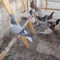 ۲۲۵|پرنده|تاکستان, |دیوار